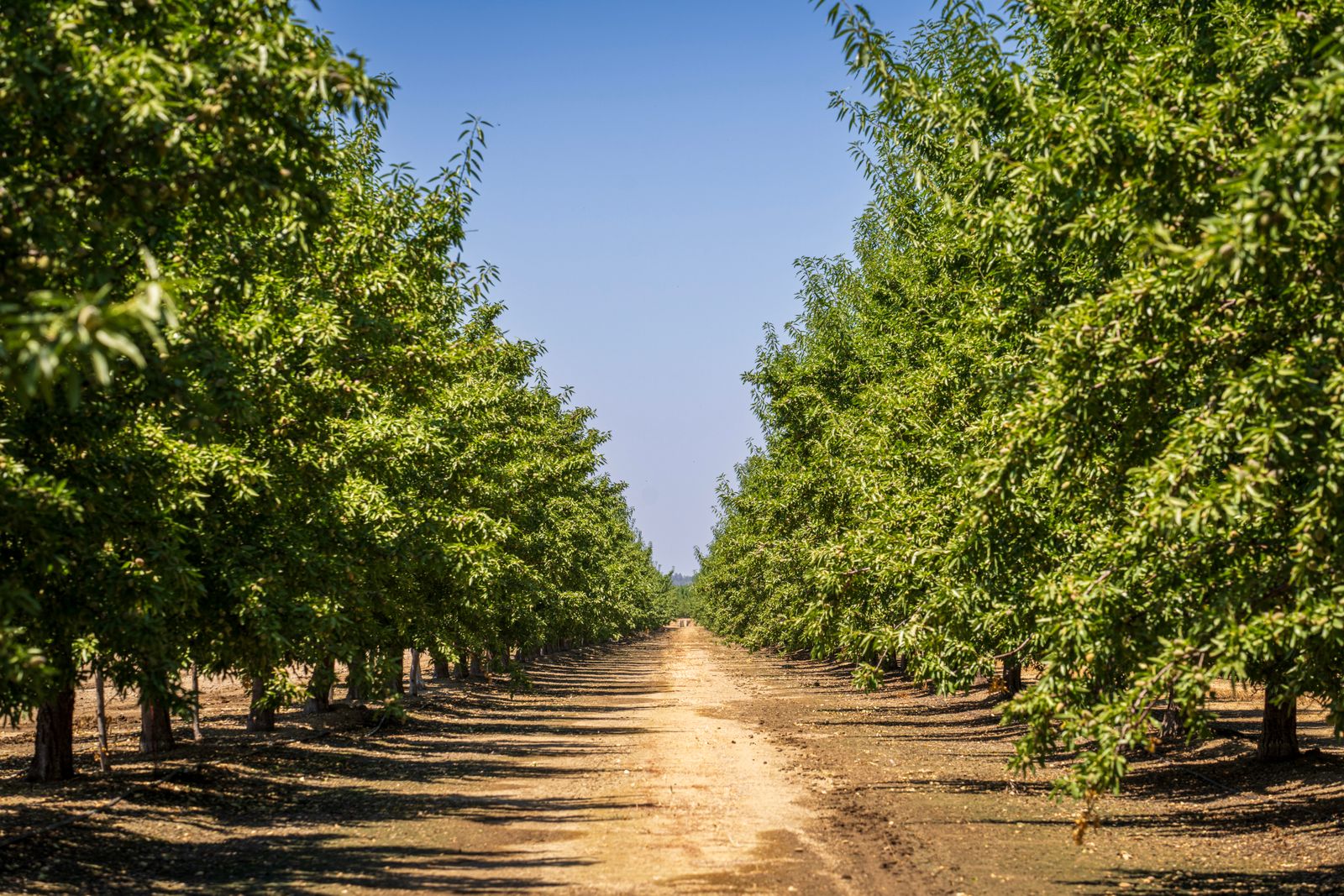 Rows of mature orchard trees receding into the distance